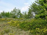 Estesa fioritura di ginestra sul Monte Molinasco