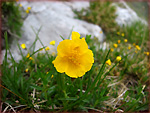 Heliantenum in Val d'Arera sul Sentiero dei Fiori