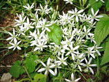 Latte di gallina (Ornithogalum umbellatum) sul Monte Molinascou