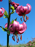 Lilium martagon (Giglio martagone)