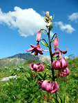 Gliglio martagone