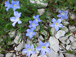 Lino celeste (Linum alpinum) in Val d'Arera sul 'Sentiero dei Fiori Claudio Brissoni'