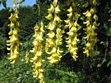 Maggiociondolo (Laburnum alpinum) ai Foppi di Zogno verso il Monte Zucco