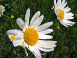 La sempre bella margherita  (Chrisdantemum leucanthemum)