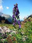 Napello (Aconitum napellus) alle Baite di Mezzeno verso il Lago Branchino