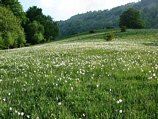 Spettacolare distesa di narcisi in fiore alla Roncola S. Bernardo 