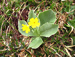 Orecchia d'orso(Primula auricula) in Val d'Arera sul 'Sentiero dei Fiori Claudio Brissoni' 