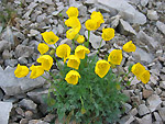 Ppavero alpino (Papaver rhaeticum)