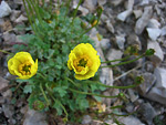 Papavero alpino (Papaver rhaeticum)