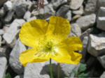 Papavero alpino (Papaver raethicum) sul Sentiero dei Fiori (Alpe Arera di Oltre il Colle)