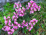 Pedicolare spiralata (Pedicularis giroflexa)