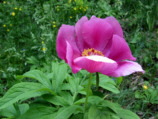 Peonia (peonia foemina) sul Monte Zucco