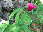 La Peonia dello Zucco (Peonia officinalis) - foto Piero Gritti 10 maggio 2007