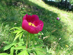 La Peonia dello Zucco (Peonia officinalis) - foto Piero Gritti 10 maggio 2007