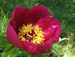 La Peonia dello Zucco (Peonia officinalis) - foto Piero Gritti 10 maggio 2007