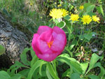 La Peonia dello Zucco (Peonia officinalis) - foto Piero Gritti 10 maggio 2007