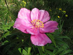 La Peonia dello Zucco (Peonia officinalis) - foto Piero Gritti 10 maggio 2007