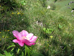 La Peonia dello Zucco (Peonia officinalis) - foto Piero Gritti 10 maggio 2007