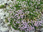Petrocallis dei Pirenei (Petrocallis pyrenaica) al Mandrone d'Arera sul Sentiero dei Fiori