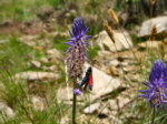 Phyteuma e la farfalla una Zigena  al Lago Moro 