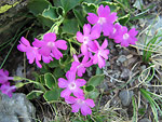 Primula daonensis in Cima Lemma