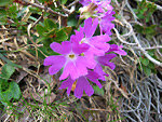 Primula glaucescente (Primula glaucescens) in Val d’Arera sul Sentiero dei Fiori