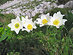 Pulsatilla alpina bianca d'Alben
