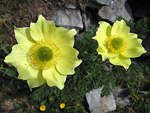 Pulsatilla aplina ai laghi del Porcile