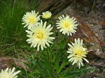 Radicchiella di Kerner (Crepis kerneri) sul Montebello di Foppolo