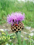 haponticum scariosum
