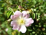 Rosa canina