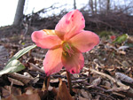 Rosa di Natale (Helleborus niger) variet? rossa