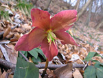 Rosa di Natale (Helleborus niger) variet? rossa