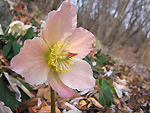 Rosa di Natale (Helleborus niger) variet? rossa