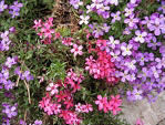 Saponaria nana - 'Saponaria pumila'