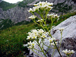 Sassifraga di Host (Saxifraga hostii) sul Sentiero dei Fiori