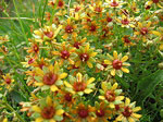 Sassifraga gialla (Saxifraga aizoides) sul Sentiero dei Fiori