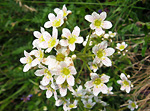 Sassifraga di Host (Saxifraga paniculata)  nel Mandrone del Sentiero dei Fiori