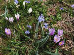 Crocus e scilla insieme