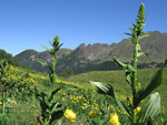 Varatro e botton d'oro al Passo Branchino sul Sentiero dei fiori