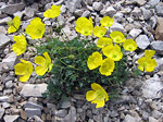 Papavero alpino (Papaver rhaeticum)