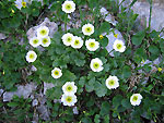 Ranuncolo alpestre