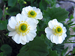 Ranuncolo alpestre