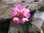 Silene d'Elisabetta (Silene elisabethae) sul Sentiero dei Fiori in Val d'Arera