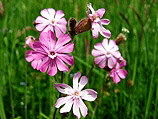 Silene dioica , fiore comune nei prati della Valle Brembana