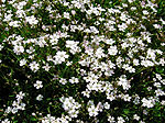 Silene delle fonti (Silene quadripuntata) sul Sentiero dei Fiori