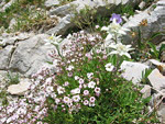 Silene delle fonti (Silene quadridentata) con stelle alpine sul Sentiero dei Fiori