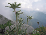 Stelle alpine in Cima Menna