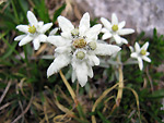 Stelle alpine in Cima Menna