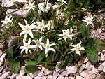 Stelle alpine (Leontopodium alpinum) sul Sentiero dei Fiori in Val d'Arera